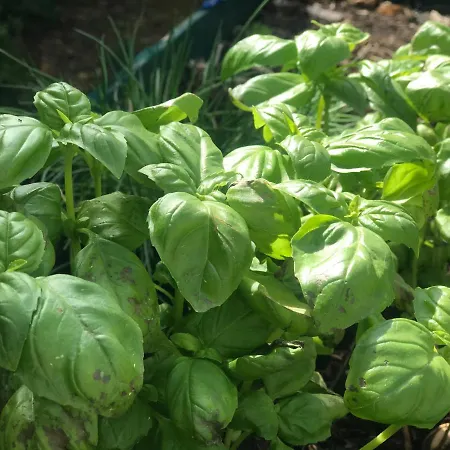 Couette-café Le Peyrail