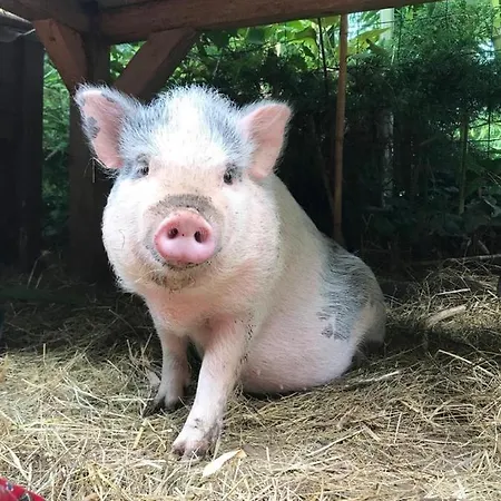 Couette-café Le Peyrail 3*