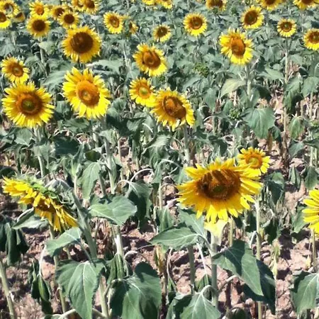 Le Peyrail Les Lèves-et-Thoumeyragues