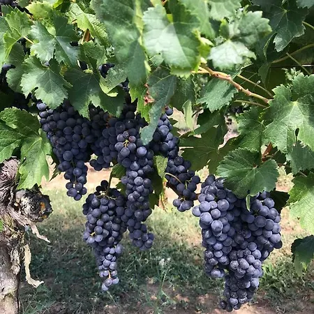 Couette-café Le Peyrail