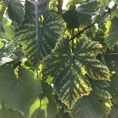 Couette-café Le Peyrail 3*