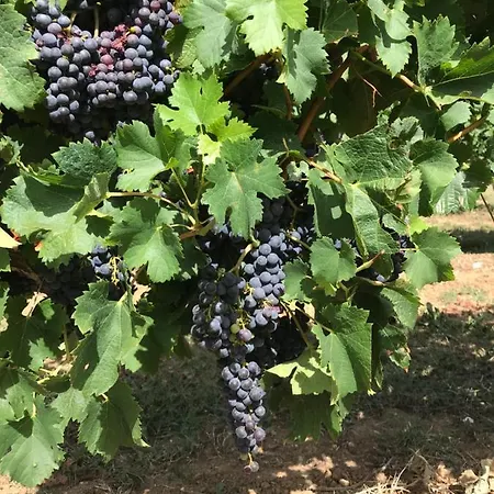 Bed & Breakfast Le Peyrail Les Lèves-et-Thoumeyragues