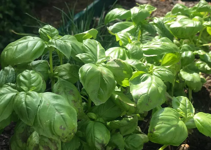 Bed & Breakfast Le Peyrail