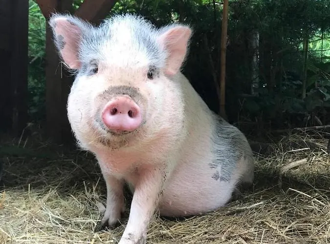 Bed & Breakfast Le Peyrail 3*