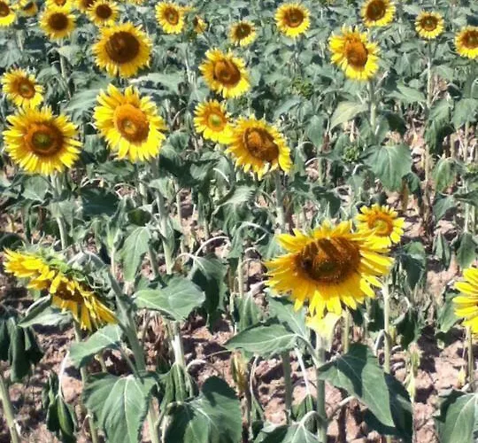 Le Peyrail Les Lèves-et-Thoumeyragues