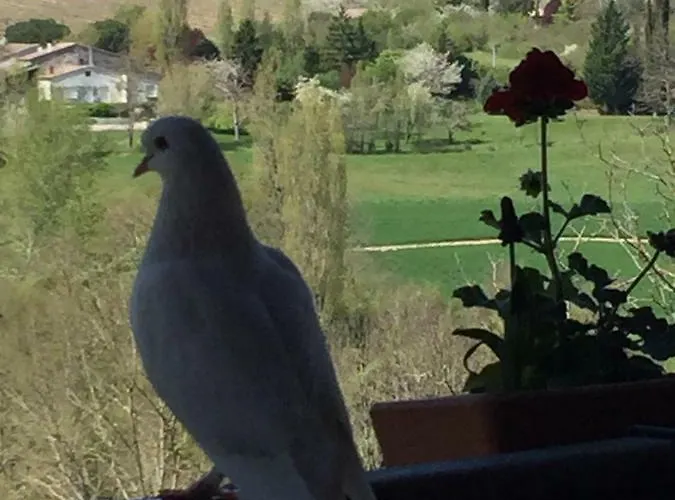 Le Peyrail Bed & Breakfast Les Lèves-et-Thoumeyragues