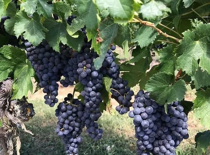 Bed & Breakfast Le Peyrail