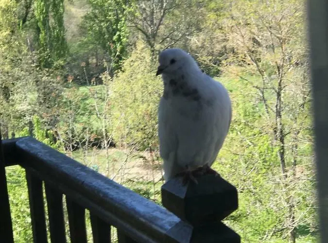 Bed & Breakfast Le Peyrail Les Lèves-et-Thoumeyragues