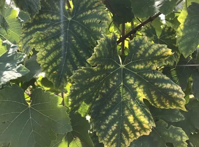 Bed & Breakfast Le Peyrail 3*