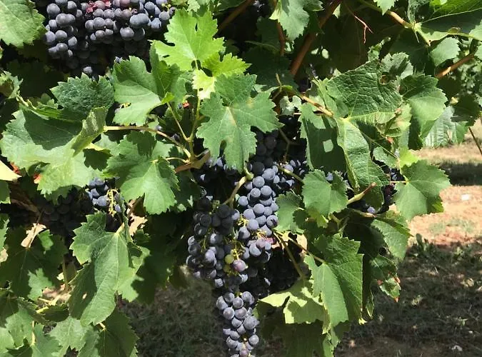 Bed & Breakfast Le Peyrail Les Lèves-et-Thoumeyragues